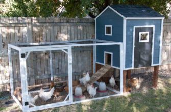The Ultimate Guide to Building a Chicken Run: Expert Tips and Tricks