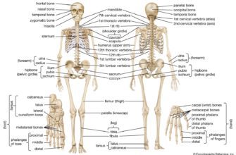Exploring the Enigmatic Human Skeleton: A Comprehensive Analysis of Bone Structure and Function