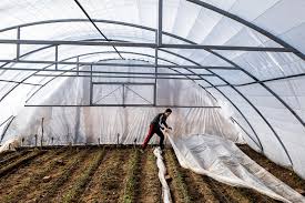 The Importance of Green Houses in Sustainable Agriculture: A Comprehensive Guide