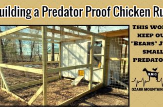 The Ultimate Guide to Building a Secure and Foolproof DIY Chicken Run