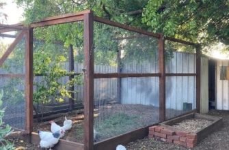 Building the perfect chicken run: A comprehensive guide to creating a safe and functional space for your chickens